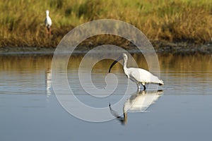 Black-headed Ibis immature in Pottuvil, Sri Lanka