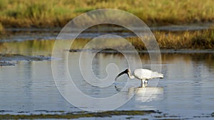 Black-headed Ibis immature in Pottuvil, Sri Lanka