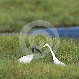 Black-headed Ibis and Intermediate Egret in Pottuvil, Sri Lanka