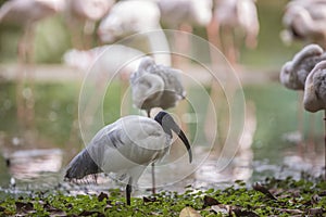 Black-headed ibis - Oriental white ibis - Threskiornis melanocephalus