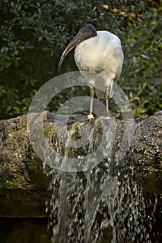 Black-headed ibis or Oriental white ibis Threskiornis melanocephalus.
