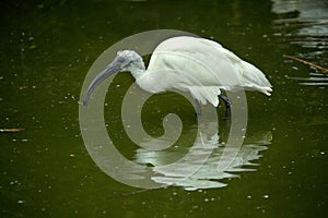 Black-headed ibis or Oriental white ibis Threskiornis melanocephalus.