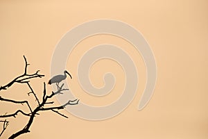 Black-headed Ibis perched on a tree in the morning at Keoladeo Ghana National Park, Bharatpur