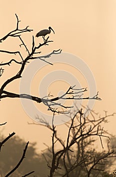 Black-headed Ibis perched on a tree in the morning at Keoladeo Ghana National Park, Bharatpur