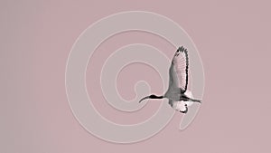 Black-headed ibis (Threskiornis gray) in solitary flight (whiteandblack