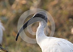 Black-headed ibis Threskiornis melanocephalus