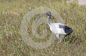 Black-headed Ibis (Threskiornis melanocephalus).