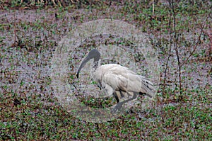 Black-headed Ibis Threskiornis melanocephalus