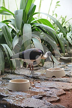 The black-headed ibis or Threskiornis melanocephalus