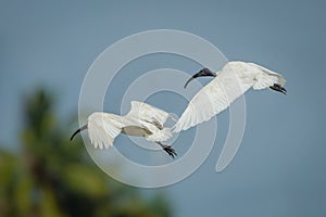 Black-headed ibis(Threskiornis melanocephalus)