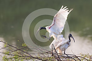 Black-headed ibis (Threskiornis melanocephalus) on the lakeshore