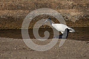 Black-headed ibis Threskiornis melanocephalus and large-billed crow Corvus macrorhynchos.