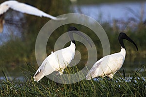 Black-headed ibis, Threskiornis melanocephalus or Oriental white ibis, Indian white ibis, India