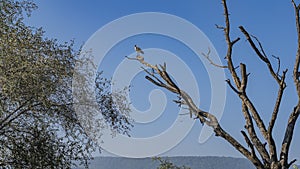 The black-headed ibis Threskiornis melanocephalus sits on a dry tree