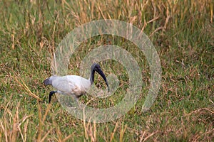 Black-headed ibis Threskiornis melanocephalus walking in Keola