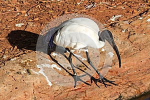 Black Headed Ibis