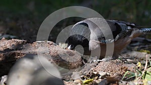 Black headed Jay