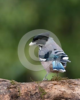 Black headed Jay on a log