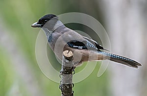 Black headed jay-Male  largely  gray with a black head.