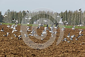 Black-headed, Larus ridibundus