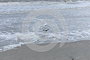 Black headed laughing gull in foamy surf on the shoreline