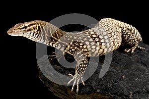 Black-headed monitor (Varanus tristis tristis)