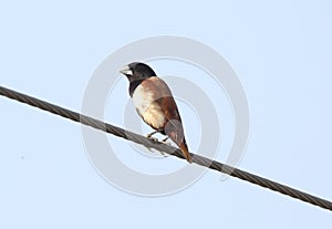 Black headed munia