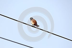 Black headed munia