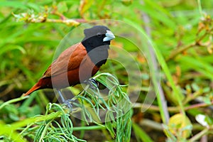 Black headed Munia bird