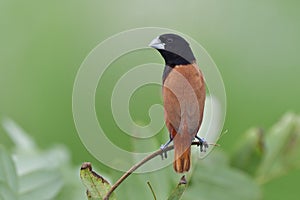 Black-headed munia (Lonchura atricapilla) posting on thin branch showing its beautiful back feathers with dirty face