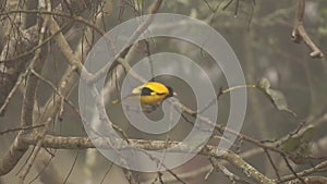 the black headed oriole calling out aloud in its melodious voice 