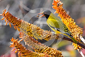 Black-headed oriole sitting on yellow aloe catch bees.