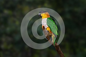 Black-headed Parrot bird