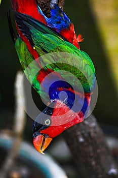 a black-headed parrot perched on a tree branch