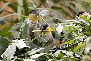 Black Headed Parrot, pionites melanocephala, Adults among Leaves