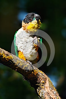 Black-headed Parrot, Pionites melanocephalus, in neture forest habitat. Beautiful parrot from Colombia. Wildlife scene from nature