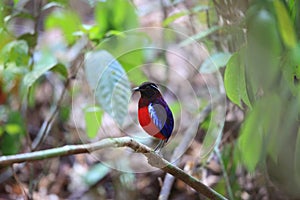 Black-headed pitta