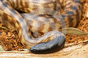 Black-headed Python