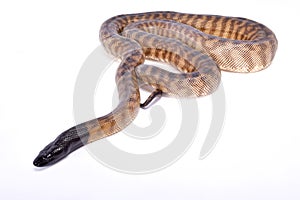 Black-headed python, Aspidites melanocephalus photo