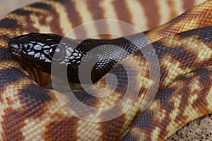 Black-headed python / Aspidites melanocephalus photo