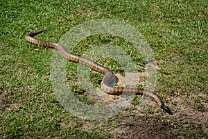 Black-headed python (Aspidites melanocephalus) photo
