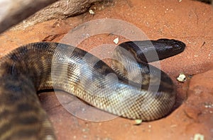 Black-headed python Aspidites melanocephalus resting under the hot sun photo