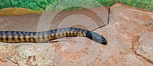 Black-headed python Aspidites melanocephalus slithering away to find food photo