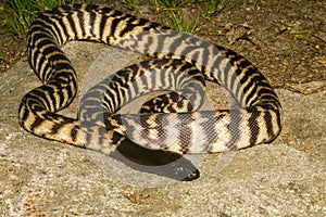 Black-headed Python photo