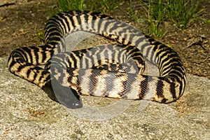Black-headed Python photo