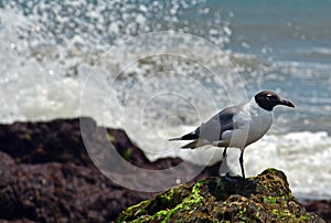 Black-headed Sea Gull, Chroicocephalus Ridibundus,