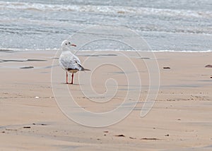 A Black Headed Sea Gull looking back