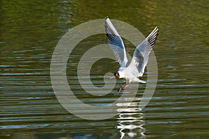 Black-Headed Gull Landing on the Water Surface in Spring