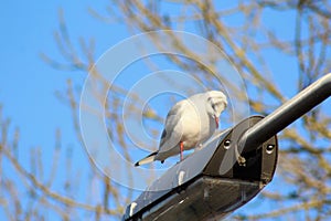 Black headed seagull pole