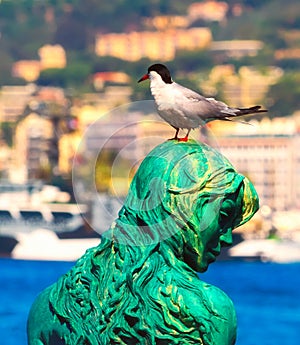 Black headed seagull at Port Pierre Canto in Cannes